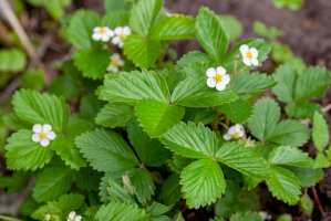 Jahodník truskavec (Fragaria moschata) – Bragapictures/Shutterstock