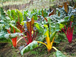 Polní pěstování mangoldu (Beta vulgaris var. cicla) – Sunwand24 / Shutterstock