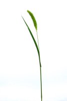 Stéblo psárky luční (Alopecurus pratensis) – yur1956 / Shutterstock