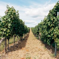Vinice, rostliny révy vinné – Photo by Markus Winkler on Unsplash