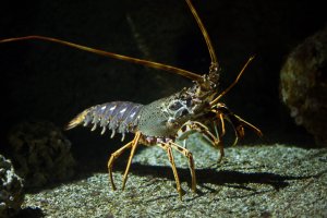 Langusta obecná (Palinurus vulgaris) – wrangel / Depositphotos