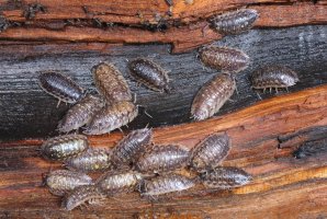 Stínka zední (Oniscus asellus) – Hugh Lansdown / Shutterstock