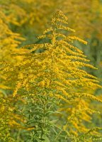 Kvetoucí celík zlatobýl (Solidago virgaurea) – M. Schuppich / Shutterstock