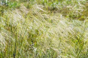 Kavyl vláskovitý (Stipa capillata) – Starover Sibiriak/Shutterstock