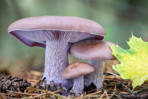 Čirůvka fialová (Lepista nuda) – Jaroslav Machacek / Shutterstock