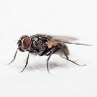 Moucha domácí – Gabriel Manlake / Unsplash