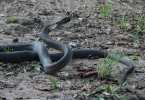 Mamba černá (Dendroaspis polylepis) – Cormac Price / Shutterstock