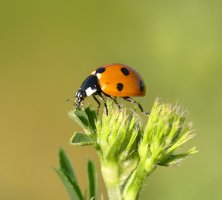 Slunéčko sedmitečné – Photo by Sue Thomas on Unsplash