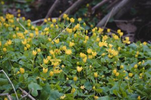 Orsej cibulkatý (Ficaria bulbifera) –  Vaclav Sonnek / Shutterstock