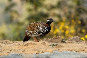 Frankolín červenohrdlý (Francolinus francolinus) – RealityImages / Shutterstock