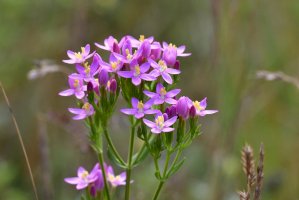 Zeměžluč okolíkatá (Centaurium erythraea) – Karin Jaehne/Shutterstock