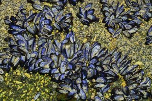 Slávka jedlá (Mytilus edulis) – John van Schilt / Shutterstock