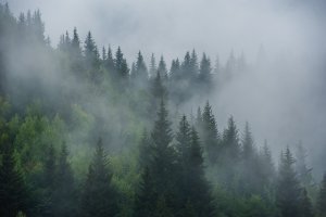 Vodní pára, odpařující se z lesa – Evgeny Eremeev / Shutterstock