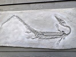 Fosilie vyhynulého plaza z rodu Steneosarus – Natalia van D / Shutterstock
