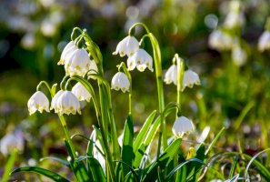 Bledule jarní (Leucojum vernum) – Mike Pellinni/Shutterstock