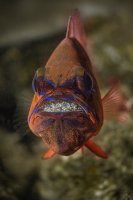 Sameček parmovce zlatého (Ostrorhinchus aureus) chrání jikry až do vylíhnutí v tlamě – Oksana Maksymova / Shutterstock