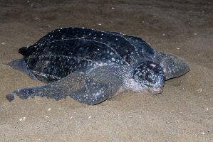 Kožatka velká (Dermochelys coriacea) – Agami Photo Agency / Shutterstock