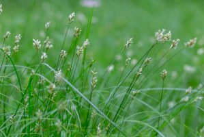 Ostřice třeslicovitá (Carex brizoides) – Ihor Hvozdetskyi/Shutterstock
