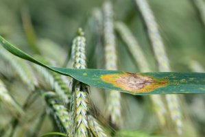 Septorióza žita způsobená houbou braničnatkou pšeničnou (Mycosphaerella graminicola) – Tomasz Klejdysz / Shutterstock