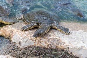 Kožnatka africká (Trionyx triunguis) – svarshik1.gmail.com / Depositphotos
