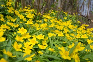 Talovín zimní (Eranthis hyemalis) – ivSky / Shutterstock