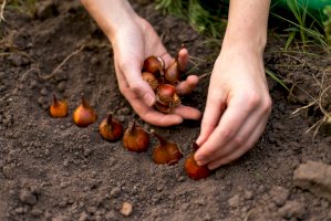Cibule tulipánu – OlgaPonomarenko/Shutterstock