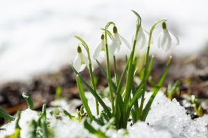 Sněženka podsněžník (Galanthus nivalis L.) z čeledi amarylkovité – Nitr / Shutterstock