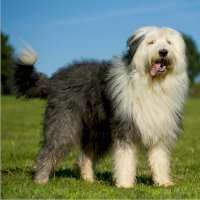 Staroanglický ovčák (Bobtail) – Dora Zett/Shutterstock
