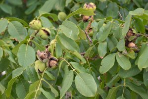 Ořešák královský (Juglans regia) – Miglena Pencheva / Shutterstock