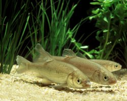 Jelec proudník (Leuciscus leuciscus) – slowmotiongli / Shutterstock