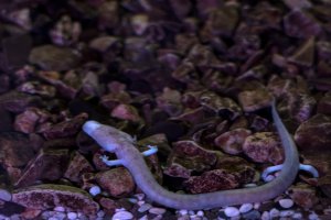 Macarát jeskynní (Proteus anguinus) – izanbar / Depositphotos