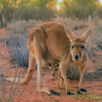 Klokan červený (Macropus rufus), samice s mládětem ve vaku – Benny Marty/Shutterstock
