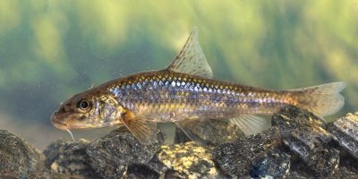 Hrouzek obecný (Gobio gobio) – Rudmer Zwerver / Shutterstock