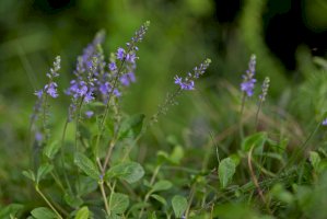 Rozrazil lékařský (Veronica officinalis) – Ihor Hvozdetskyi/Shutterstock