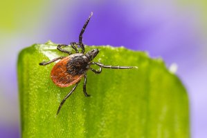 Klíště obecné (Ixodes ricinus) je přenašečem několika onemocnění – Erik Karits / Shutterstock