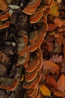 Dřevokazná houba z řádu Aphyllophorales – Tatiana Malinina / Shutterstock