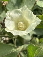 Bavlník chlupatý (Gossypium hirsutum), květ – Jam haroon / Shutterstock