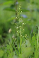 Lněnka lnolistá (Thesium lynophyllon) – andrzej_67 / Shutterstock