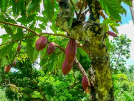 Kakaovník (Theobroma cacao) – DNieuwland/Shutterstock
