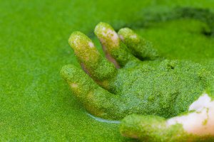 Sladkovodní řasa drobnička (Wolffia globosa) – frank60 / Shutterstock