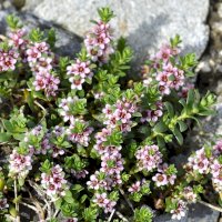 Sivěnka přímořská (Glaux maritima) – HHelene Shutterstock