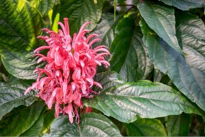 Jacobinia carnea – Jirik V/Shutterstock
