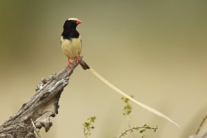 Vdovka Fischerova (Vidua fischeri) – Paul Tessier / Shutterstock