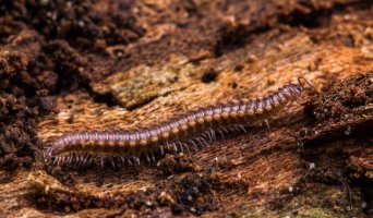 Plochule západní (Polydesmus angustus) – Alexwilko / Shutterstock