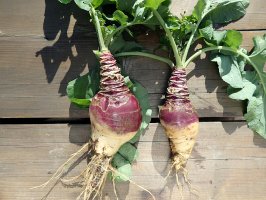 Rostliny tuřínu (Brassica napus subsp. napobrassica) s fialovo bílými bulvami – Danler / Shutterstock