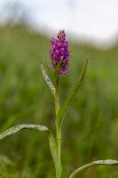 Prstnatec májový (Dactylorhiza majalis) – Ihor Hvozdetskyi/Shutterstock