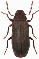 Červotoč pronikavý (Anobium punctatum) – Tomasz Klejdysz / Shutterstock