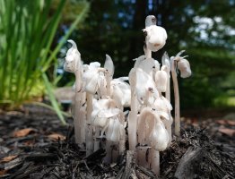 Monotrypa Uniflora – Michael J Stanley / Shutterstock