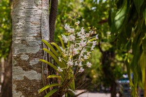 Vzácná divoká orchidej Vanda lilacina, Thajsko – Nakornthai / Shutterstock