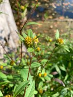 Dvouzubec trojdílný (Bidens tripartitus) – Olya Gan/Shutterstock